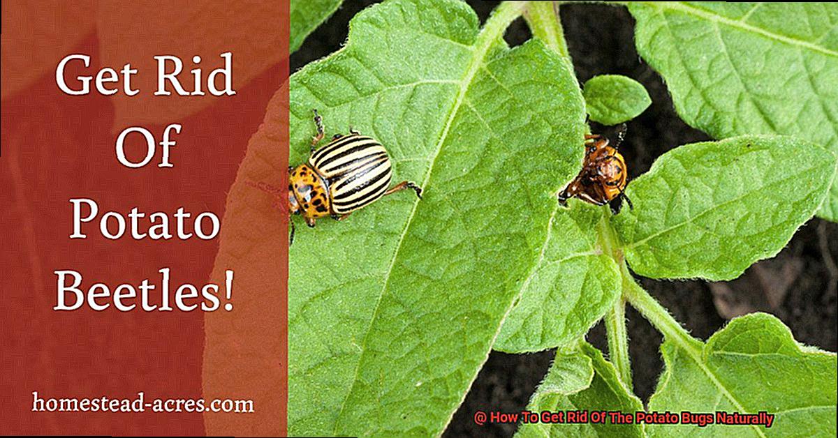 How To Get Rid Of The Potato Bugs Naturally Lightning Pest Control