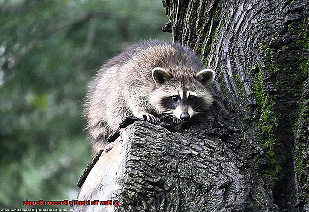 How To Identify Raccoon Sounds Lightning Pest Control 6672