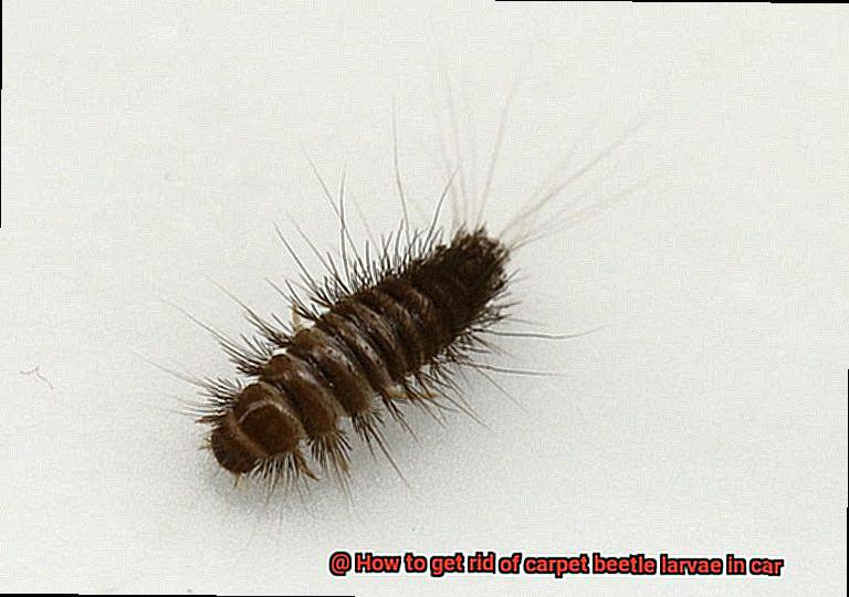 How to get rid of carpet beetle larvae in car - Lightning Pest Control