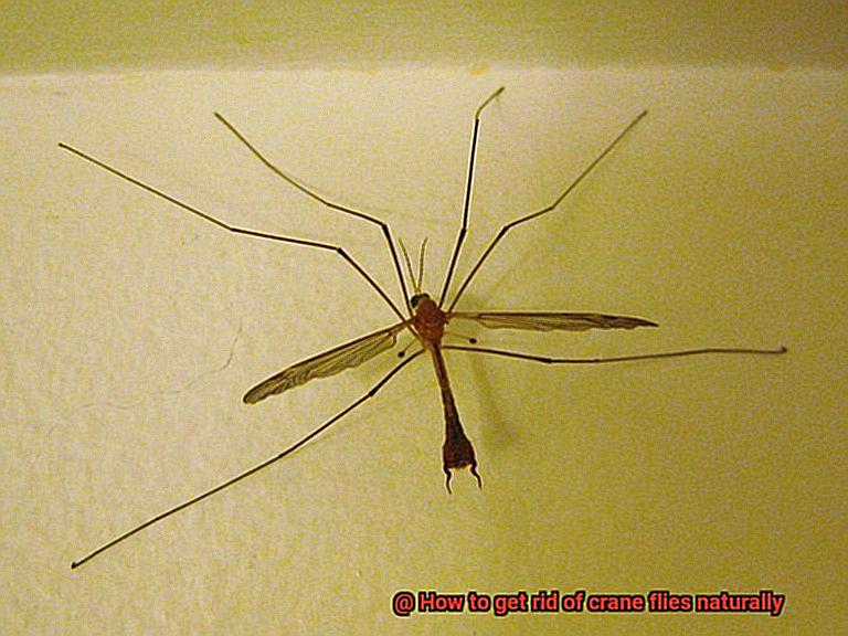 how-to-get-rid-of-crane-flies-naturally-lightning-pest-control