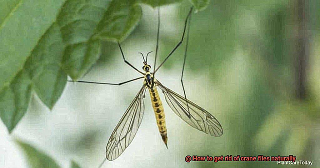 how-to-get-rid-of-crane-flies-naturally-lightning-pest-control