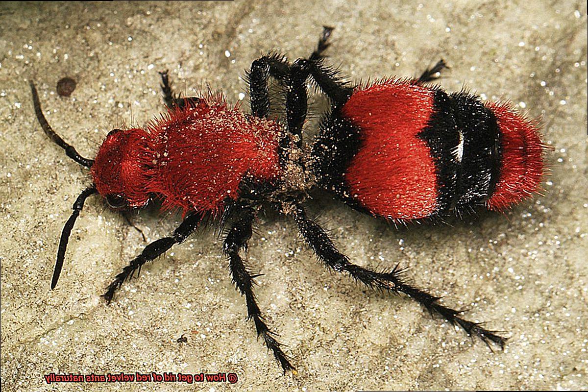 How to get rid of red velvet ants naturally - Lightning Pest Control