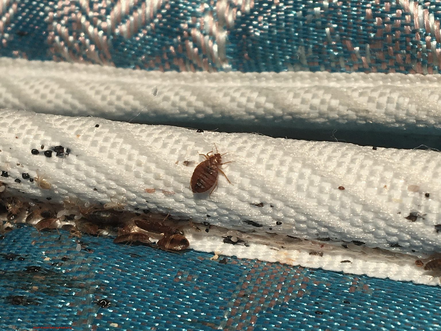 can bed bugs climb up air mattress