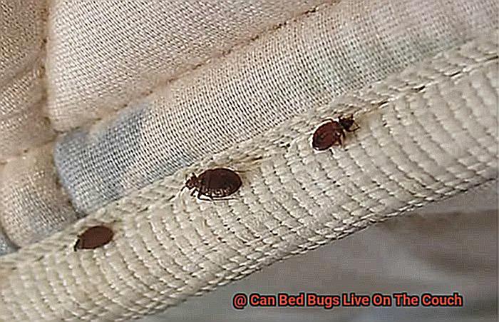 can bed bugs hide in sofa