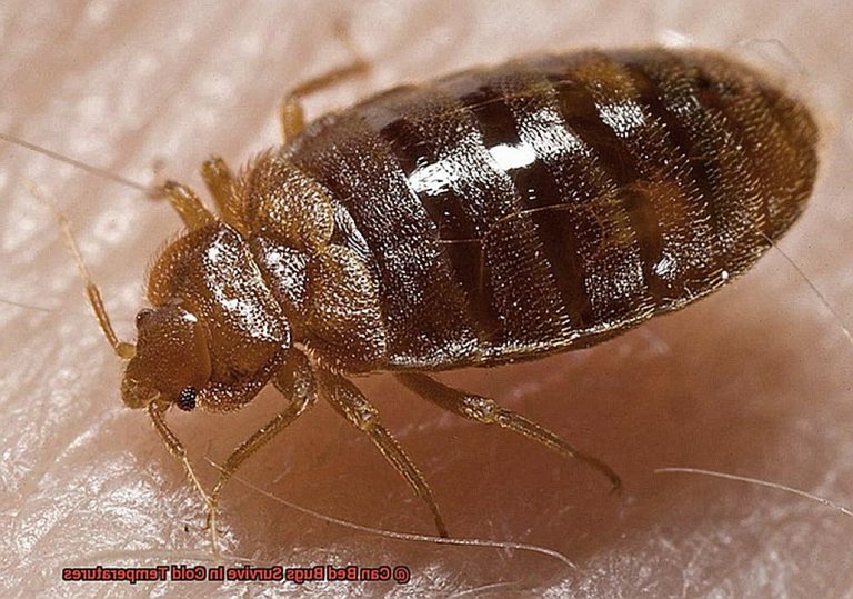 can bed bugs survive in sofa