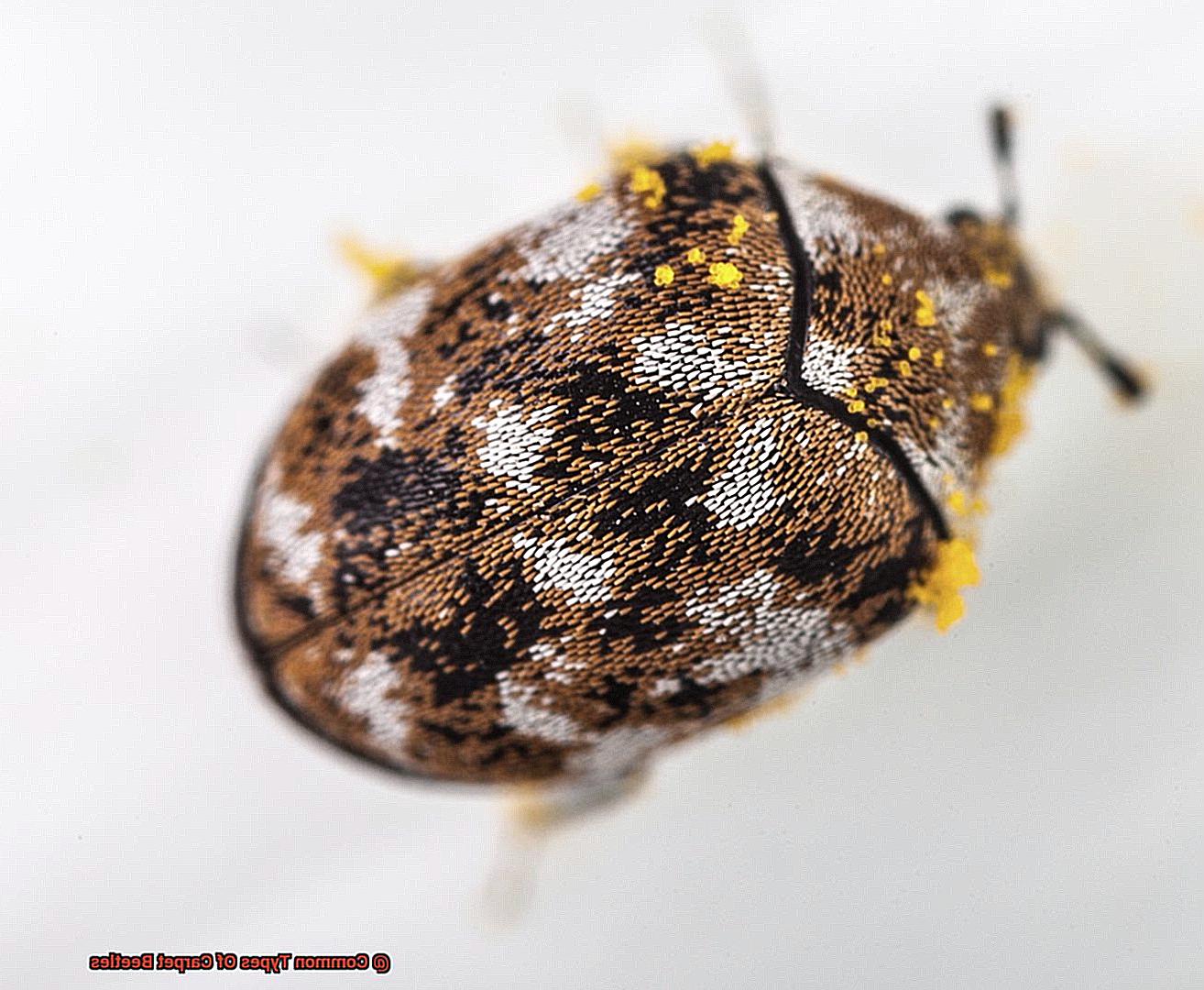 Common Types Of Carpet Beetles? - Lightning Pest Control