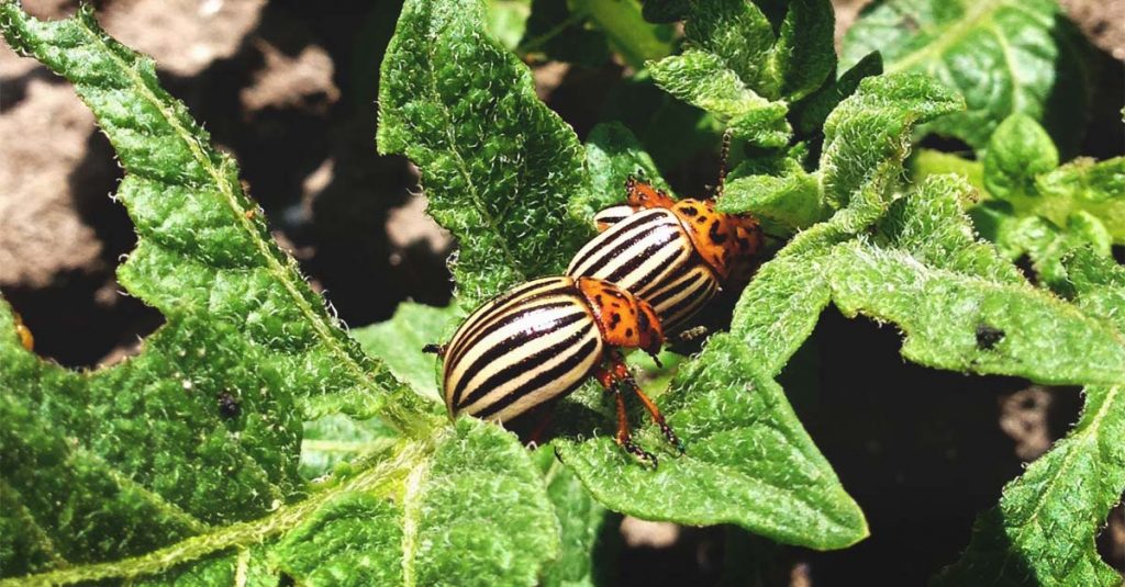 How To Get Rid Of The Potato Bugs Naturally - Lightning Pest Control