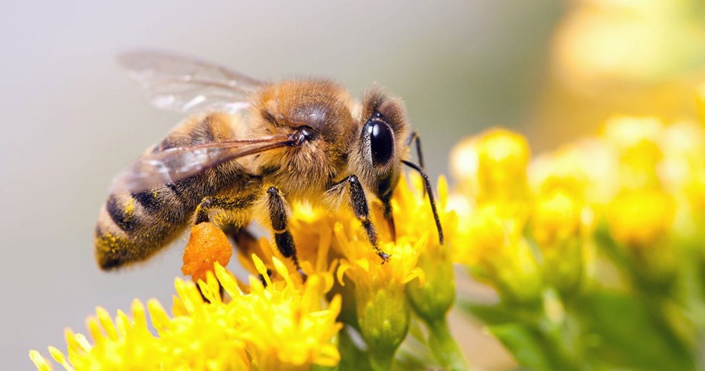 How To Get Rid Of Honey Bees Without Killing Them - Lightning Pest Control